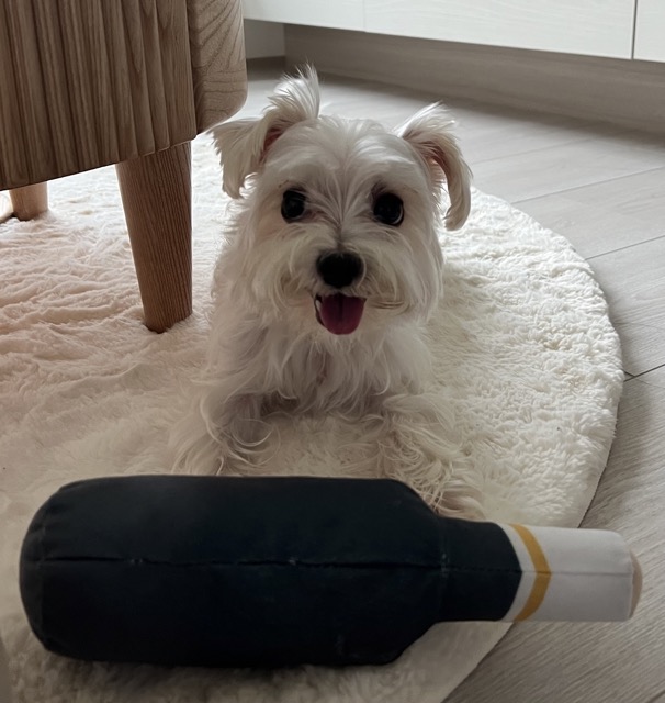 Happy pet