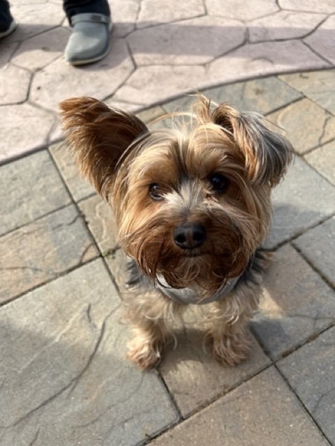 Happy pet