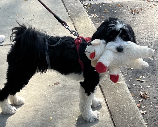 Happy pet