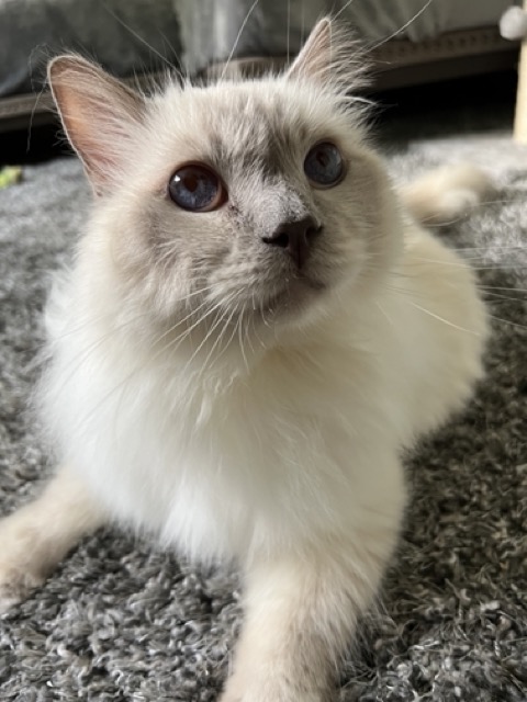 Happy pet