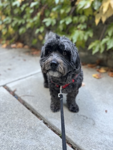 Happy pet