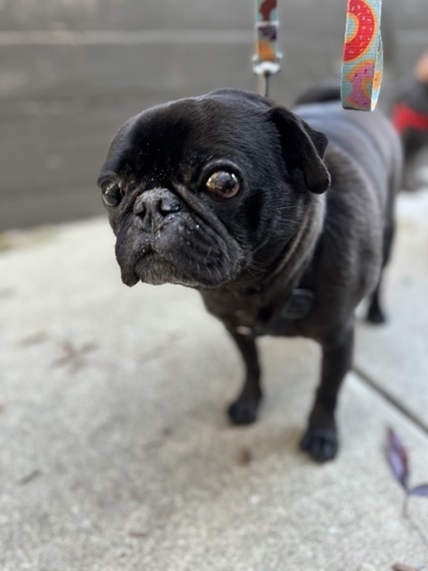Happy pet