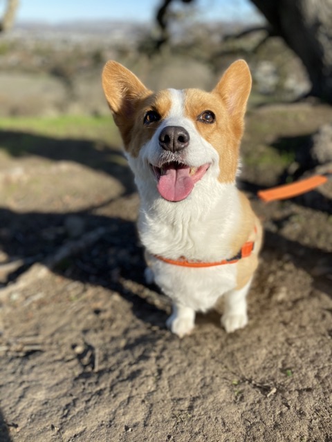 Happy pet