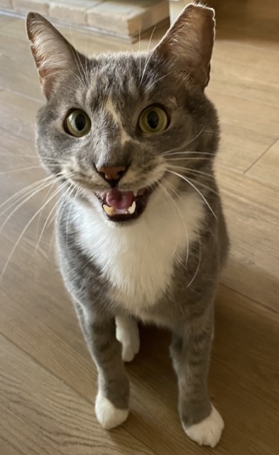 Happy pet