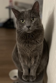 Happy pet