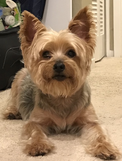 Happy pet