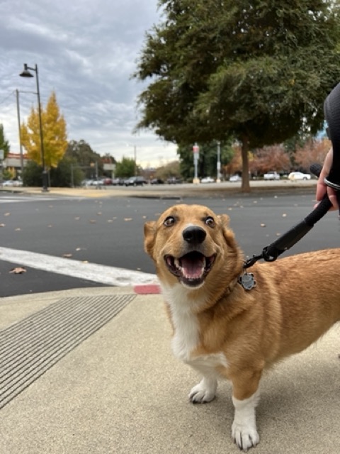 Happy pet