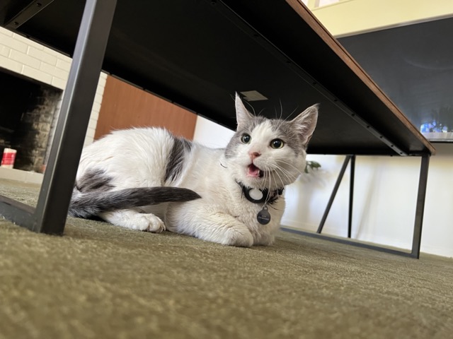 Happy pet